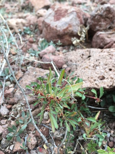 Euphorbia exstipulata, photographed by Cecelia Alexander