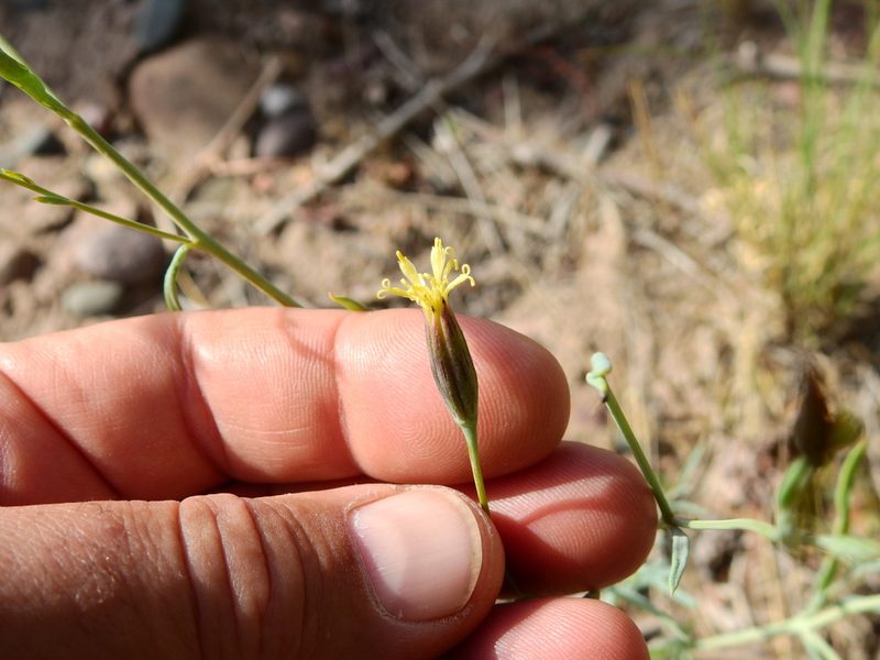 Porophyllum obscurum, photographed by Guillermo Debandi