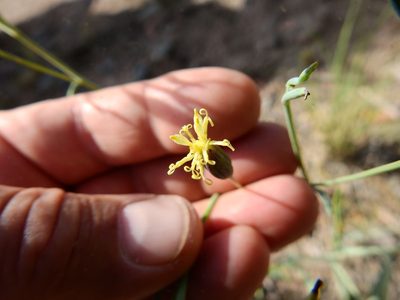 Porophyllum obscurum, photographed by Guillermo Debandi