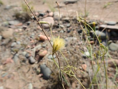Porophyllum obscurum, photographed by Guillermo Debandi