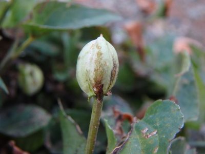 Viola sieheana, photographed by Daniel Cahen