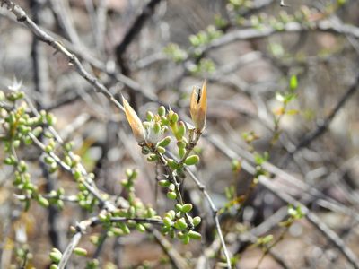 Grahamia bracteata, photographed by Guillermo Debandi