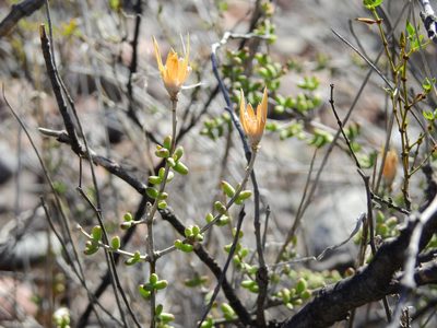 Grahamia bracteata, photographed by Guillermo Debandi