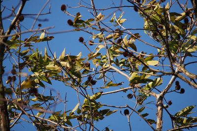 Platycarya strobilacea, photographed by harum.koh