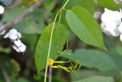 Mandevilla tubiflora, photographed by Neptalí Ramírez Marcial