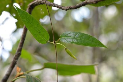 Ruehssia sumiderensis, photographed by Neptalí Ramírez Marcial