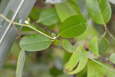 Metastelma schlechtendalii, photographed by Neptalí Ramírez Marcial