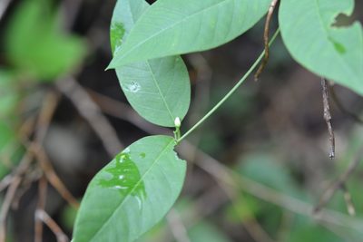Metastelma schlechtendalii, photographed by Neptalí Ramírez Marcial