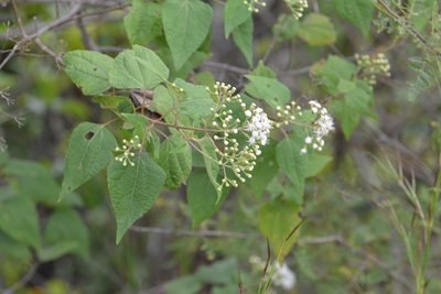 Ageratina pichinchensis, photographed by Neptalí Ramírez Marcial