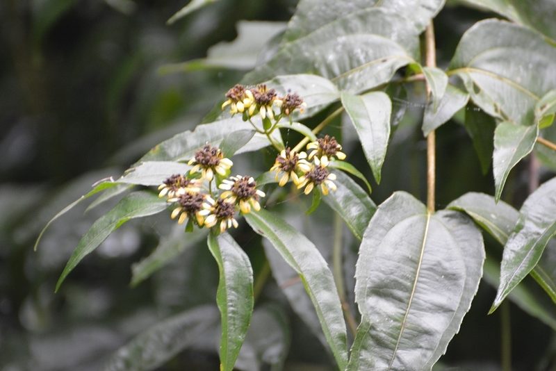 Lundellianthus breedlovei, photographed by Neptalí Ramírez Marcial
