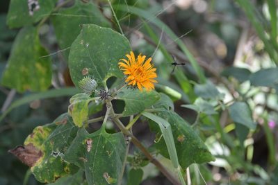 Sinclairia andrieuxii, photographed by Neptalí Ramírez Marcial