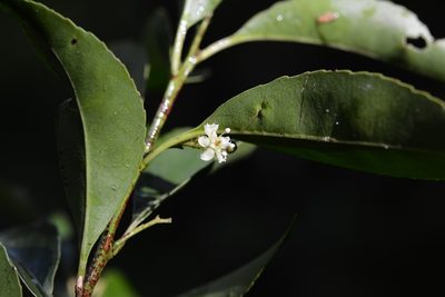Maytenus chiapensis, photographed by Neptalí Ramírez Marcial