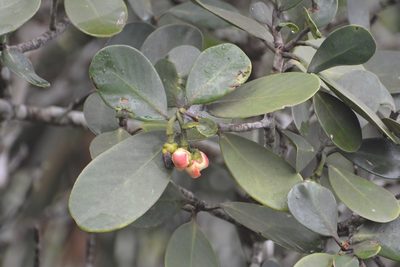 Clusia tetra-trianthera, photographed by Neptalí Ramírez Marcial