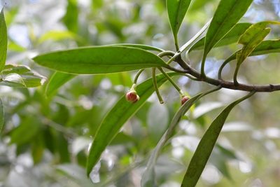 Clusia minor, photographed by Neptalí Ramírez Marcial