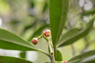 Clusia minor, photographed by Neptalí Ramírez Marcial