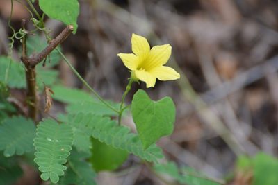 Schizocarpum longisepalum, photographed by Neptalí Ramírez Marcial
