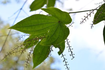 Dioscorea howardiana, photographed by Neptalí Ramírez Marcial