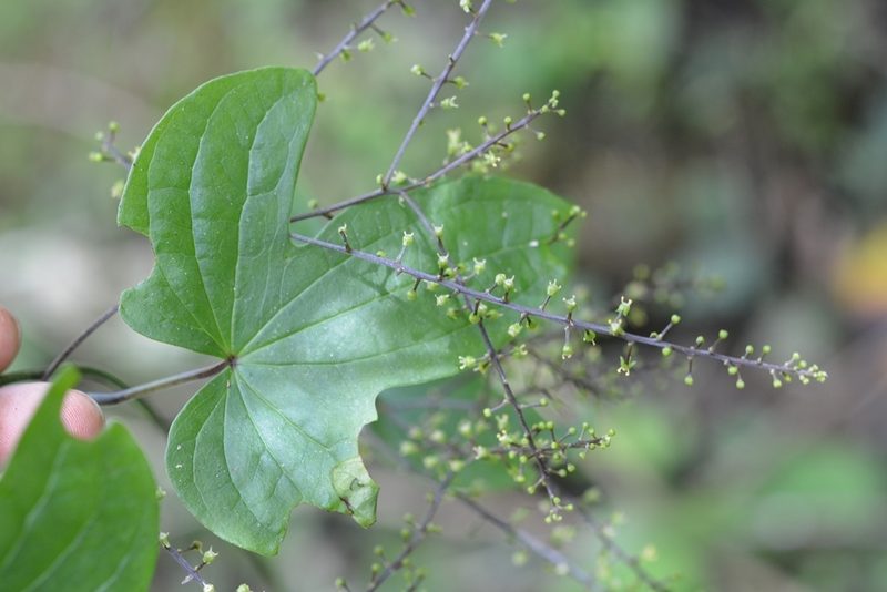 Dioscorea howardiana, photographed by Neptalí Ramírez Marcial