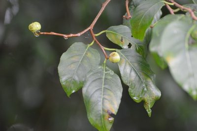 Sebastiania glandulosa, photographed by Neptalí Ramírez Marcial