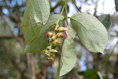 Canavalia oxyphylla, photographed by Neptalí Ramírez Marcial