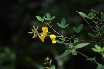 Crotalaria longirostrata, photographed by Neptalí Ramírez Marcial
