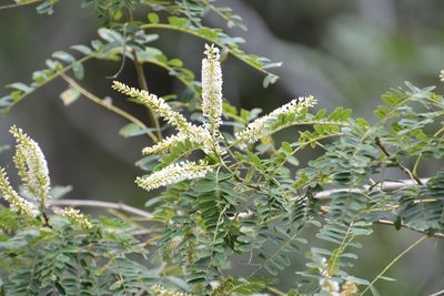 Eysenhardtia adenostylis, photographed by Neptalí Ramírez Marcial