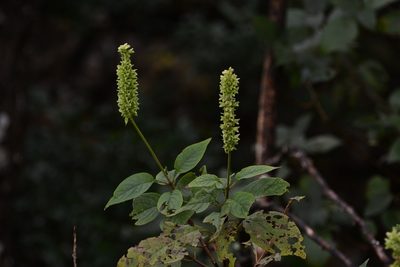 Catoferia chiapensis, photographed by Neptalí Ramírez Marcial