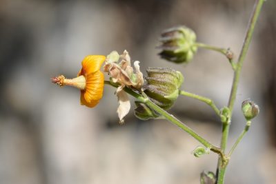 Abutilon andrieuxii, photographed by Neptalí Ramírez Marcial