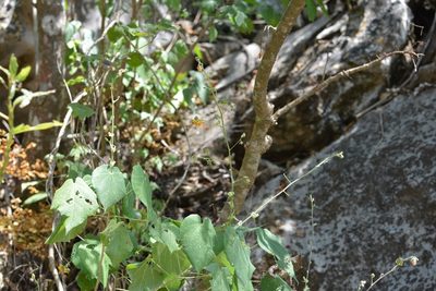 Abutilon andrieuxii, photographed by Neptalí Ramírez Marcial