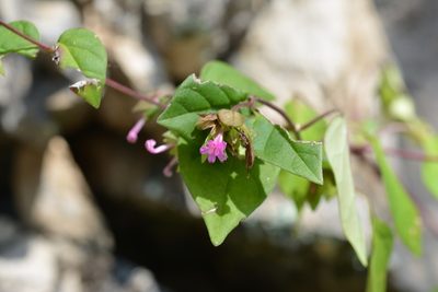 Mirabilis sanguinea, photographed by Neptalí Ramírez Marcial