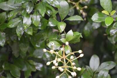 Pisonia donnellsmithii, photographed by Neptalí Ramírez Marcial