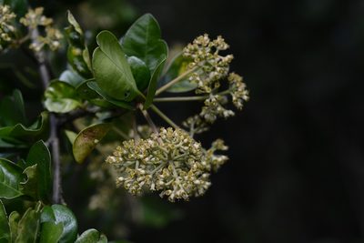 Pisonia donnellsmithii, photographed by Neptalí Ramírez Marcial