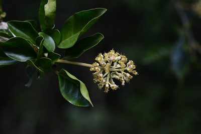 Pisonia donnellsmithii, photographed by Neptalí Ramírez Marcial
