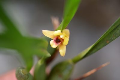 Maxillaria variabilis, photographed by Neptalí Ramírez Marcial