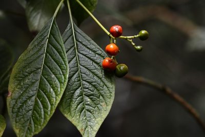 Coussarea chiapensis, photographed by Neptalí Ramírez Marcial