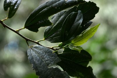 Hibiscus purpusii, photographed by Neptalí Ramírez Marcial