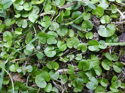 Dichondra brevifolia, photographed by Peter de Lange