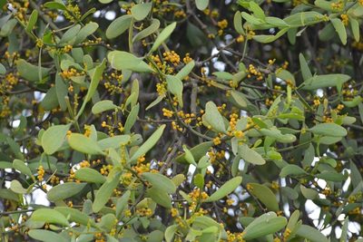 Phoradendron aurantiacum, photographed by Neptalí Ramírez Marcial