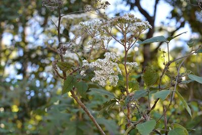 Verbesina turbacensis, photographed by Neptalí Ramírez Marcial