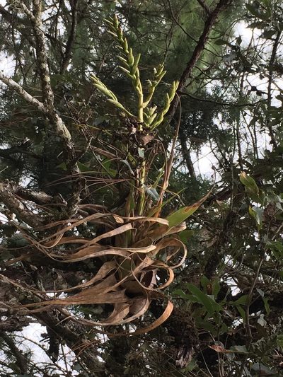 Tillandsia comitanensis, photographed by Neptalí Ramírez Marcial