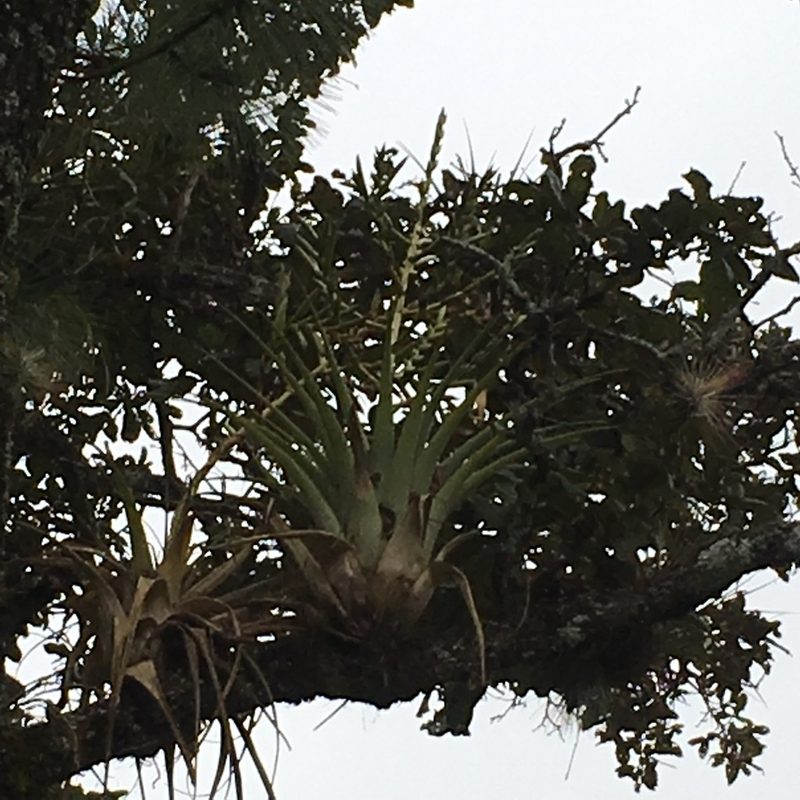 Tillandsia comitanensis, photographed by Neptalí Ramírez Marcial