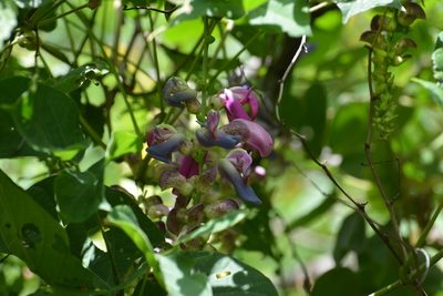 Canavalia oxyphylla, photographed by Neptalí Ramírez Marcial