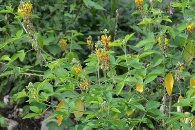 Crotalaria longirostrata, photographed by Neptalí Ramírez Marcial