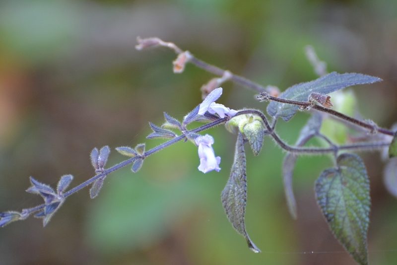 Salvia protracta, photographed by Neptalí Ramírez Marcial
