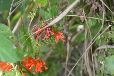 Bouvardia leiantha, photographed by Neptalí Ramírez Marcial
