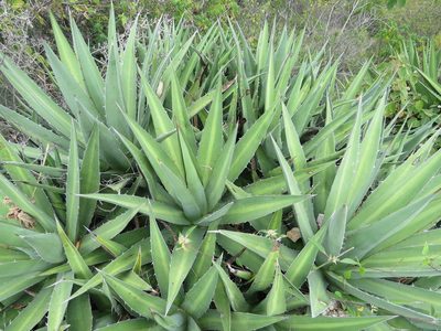 Agave kerchovei, photographed by Leonel Roget