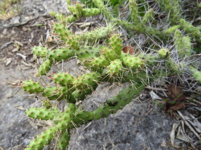 Opuntia pumila, photographed by Leonel Roget