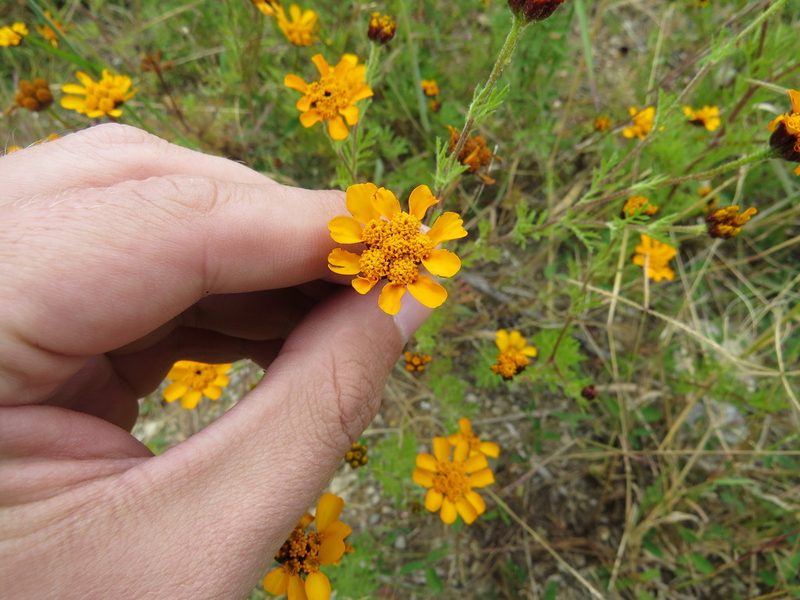 Dyssodia decipiens, photographed by Leonel Roget