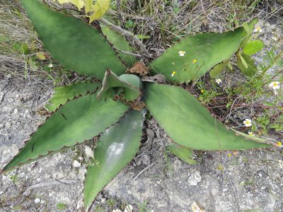 Agave marmorata, photographed by Leonel Roget