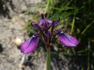 Moraea incurva, photographed by Chris Vynbos